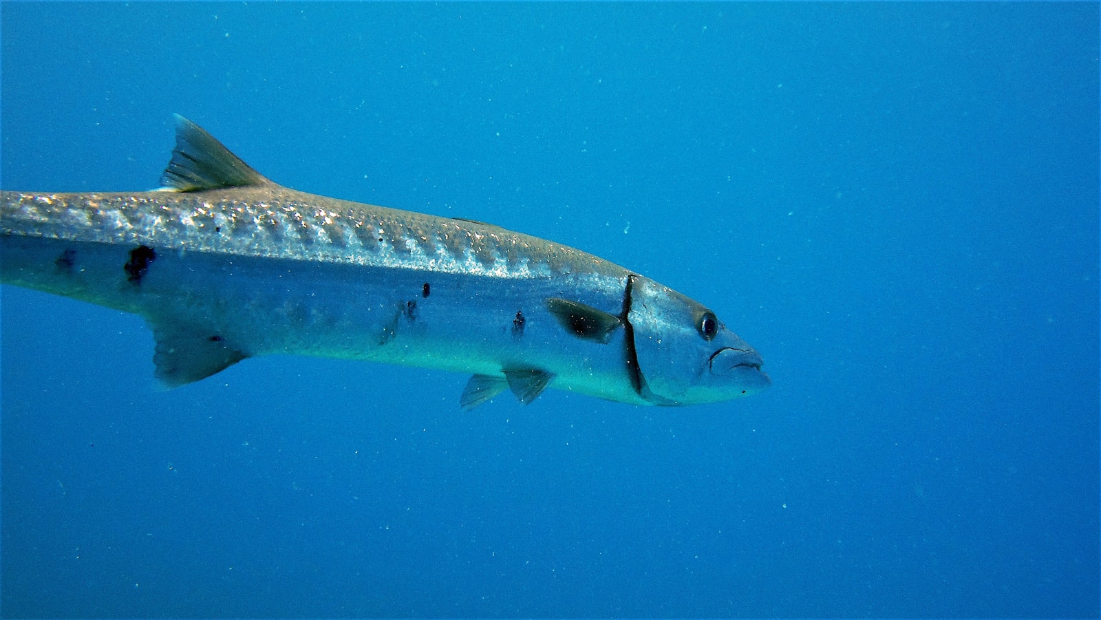 a fish that is swimming in the water