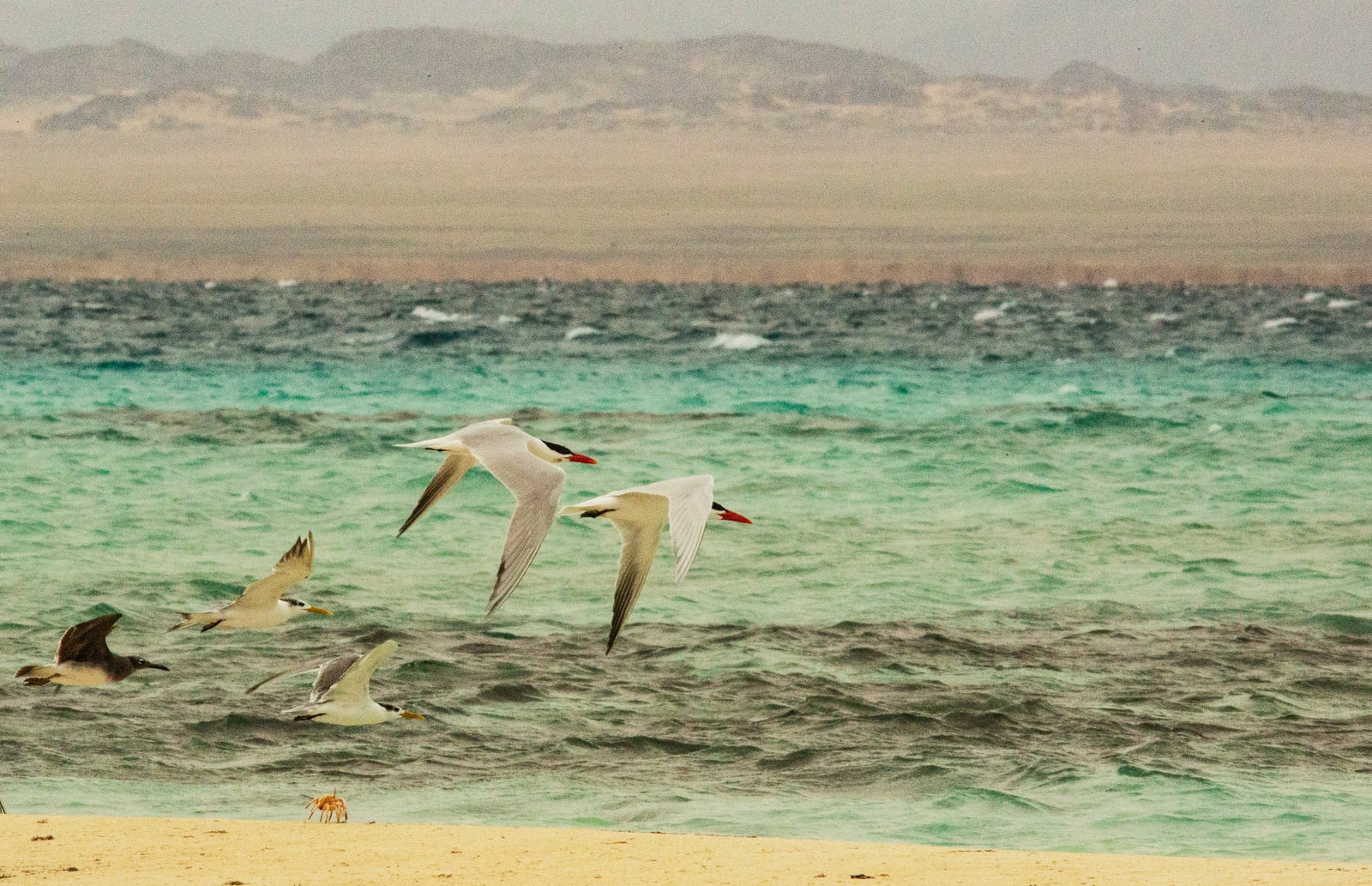 five white birds flying above sea